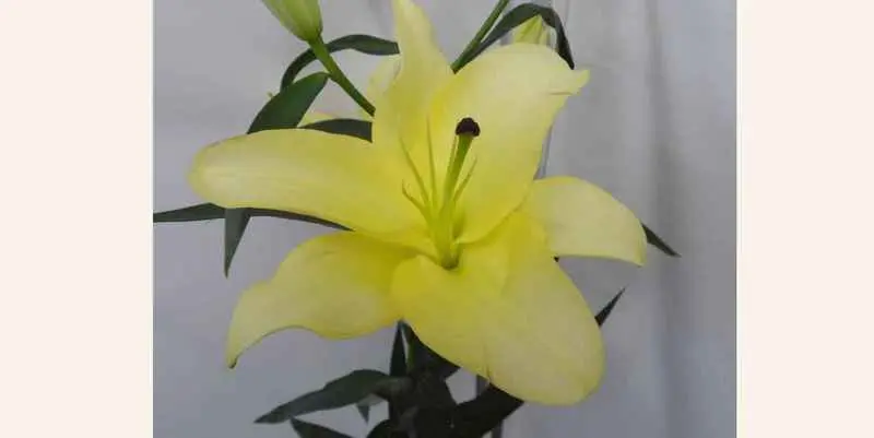 Лилии Беладонна