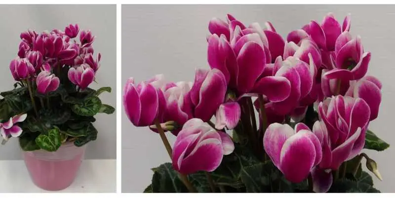 Цикламен Тайная Фантазия Д10