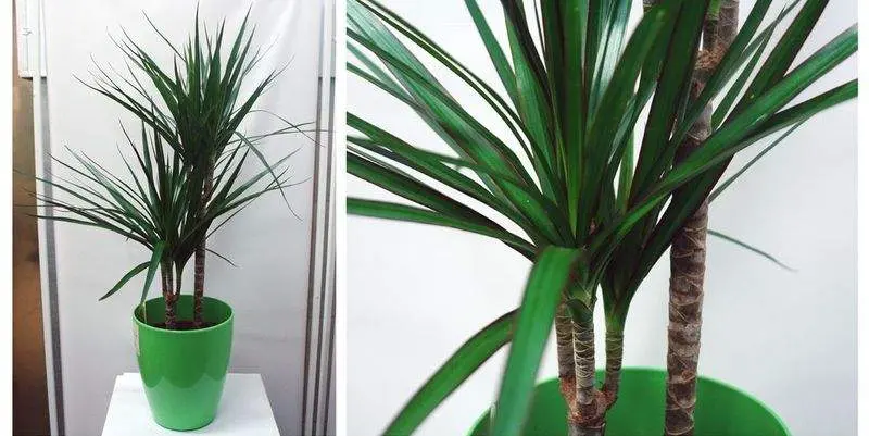 Драцена Маргината Биколор 2ст. Д17 Н85