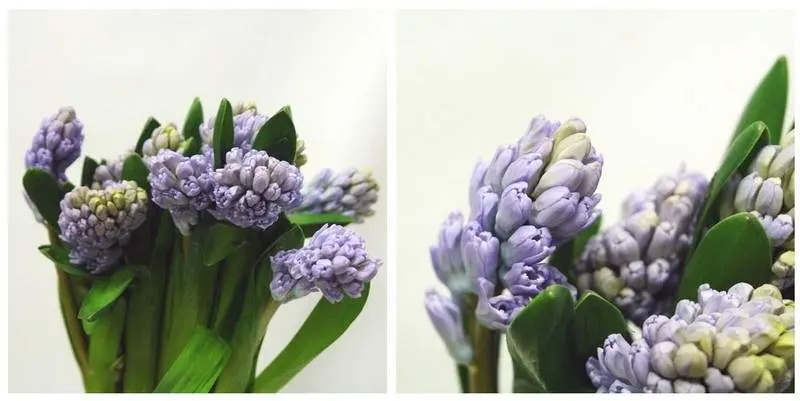 Сити оф Брэдфор