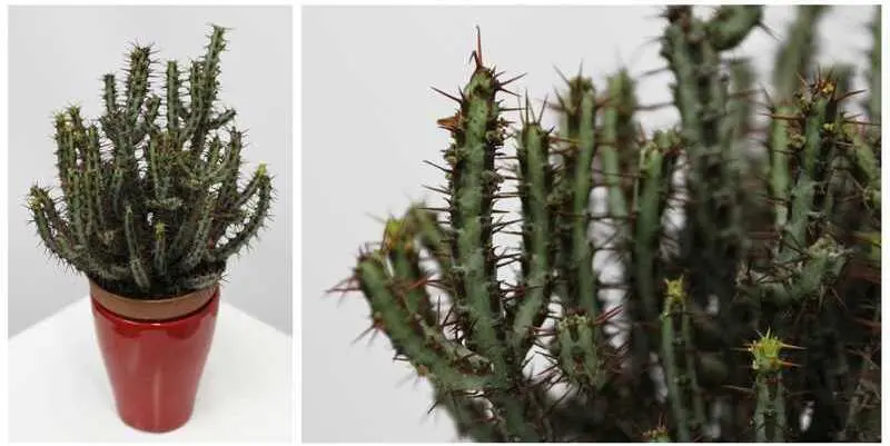 Кактус микс Д10