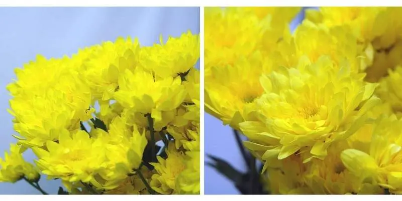 Хризантема Евро Санни