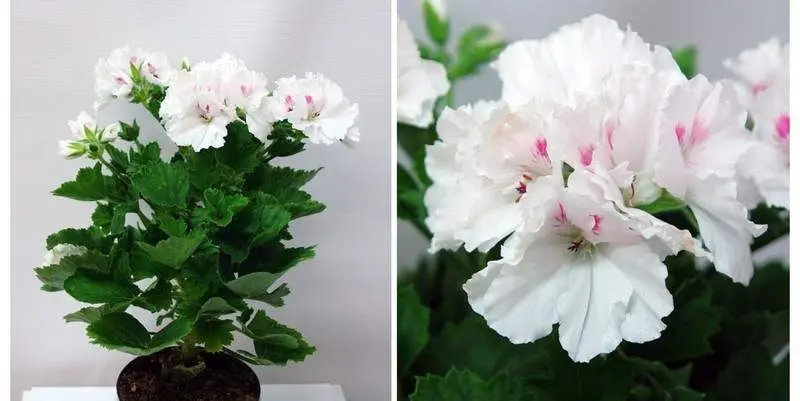 Пеларгония Грандифлора Бэлла Донна Д12 Н28