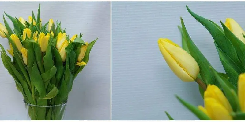 Санни Принц