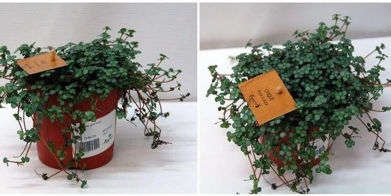 Пилея Д10 Н10